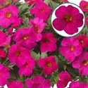 Bild von Calibrachoa P12 Rose with eye